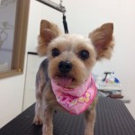 ヨーキー　チェリーちゃん２６８